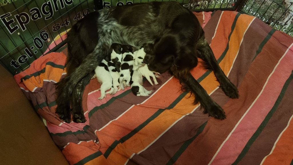 chiot Petit Epagneul de Münster Du Mas Des Oiseaux