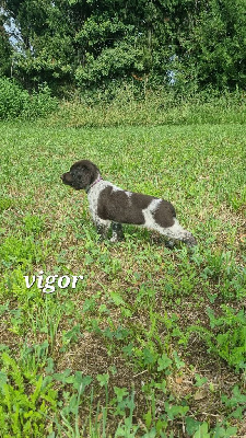 CHIOT 1 vigor 