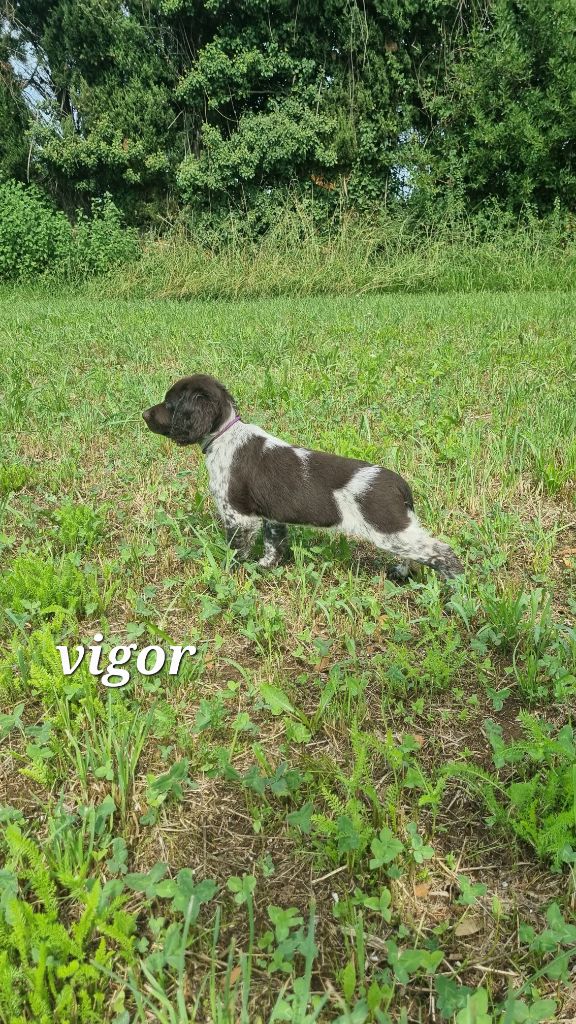 CHIOT 1 vigor 