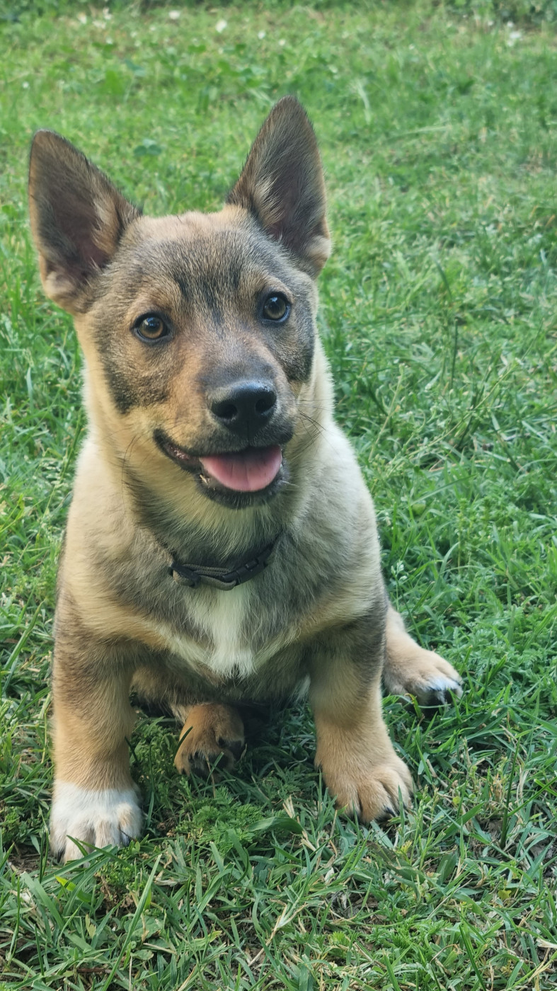 Du Mas Des Oiseaux - Chiots disponibles - Spitz des Visigoths