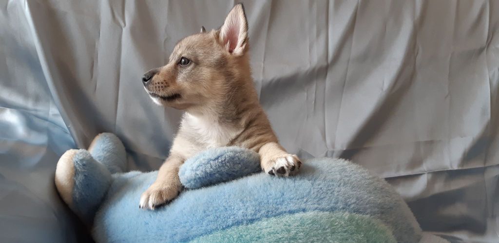 CHIOT